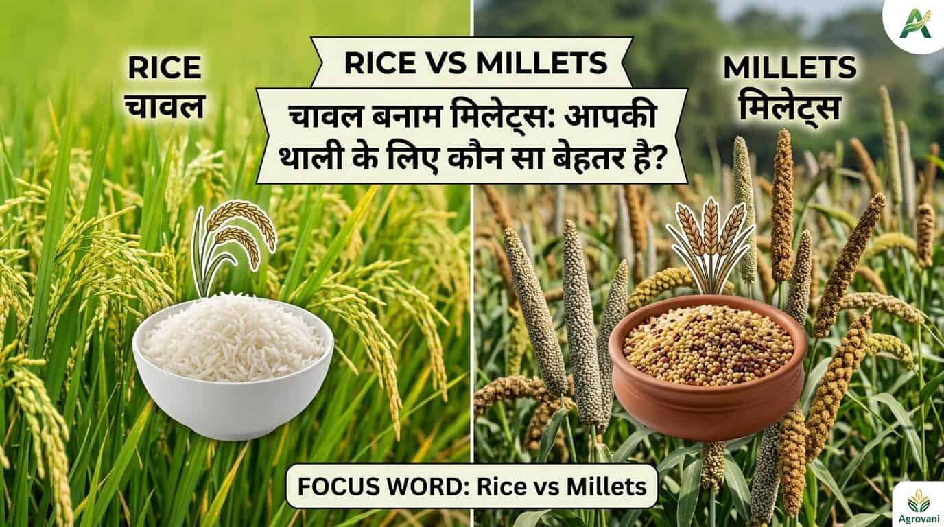 Rice vs. Millets